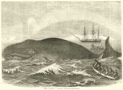 The Right Whale (Balaena Mysticetus) by English School
